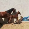 خرید اسب و فروش اسب- مادیون عرب به همراه کره