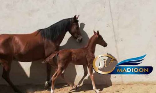 خرید اسب و فروش اسب- مادیون عرب به همراه کره