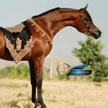 خرید اسب و فروش اسب_ سیلمی عرب مصری