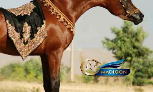 خرید اسب و فروش اسب_ سیلمی عرب مصری