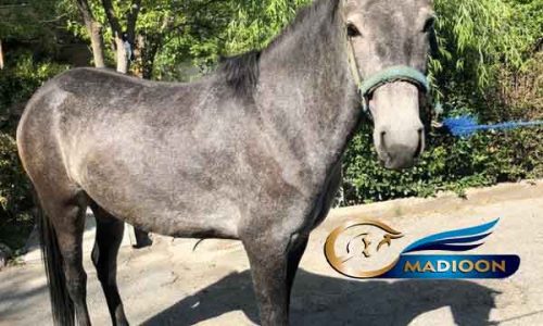 خرید اسب و فروش اسب_کره اسب ترکمن
