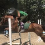 خرید اسب و فروش اسب_ Ario