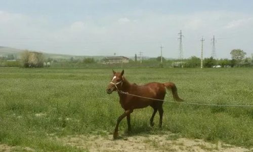 خرید اسب و فروش اسب-اسب نریان کرد