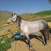 خرید اسب و فروش اسب- نجاد