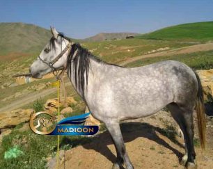 خرید اسب و فروش اسب- نجاد