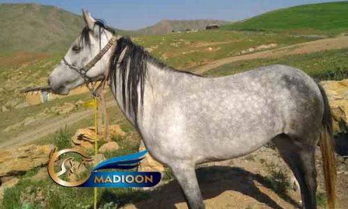 خرید اسب و فروش اسب- نجاد