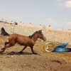 خرید اسب و فروش اسب_نریان دوساله