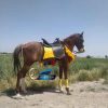 خرید اسب و فروش اسب_اسب دره شوری اصیل