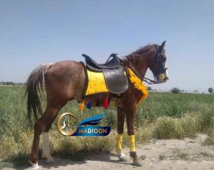 خرید اسب و فروش اسب_اسب دره شوری اصیل