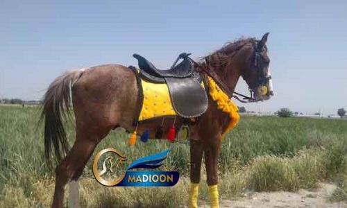 خرید اسب و فروش اسب_اسب دره شوری اصیل