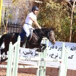 خرید اسب و فروش اسب_مادیون دوخون