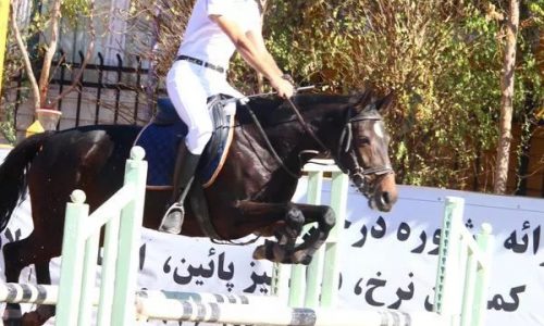 خرید اسب و فروش اسب_مادیون دوخون