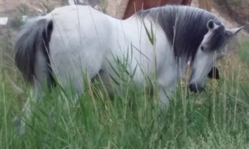 خرید اسب و فروش اسب_چاورش قزل