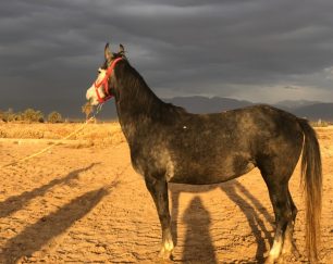 خرید اسب و فروش اسب_پریماه