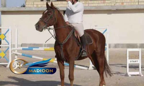 خرید اسب و فروش اسب_ نریان دوسر خارجی