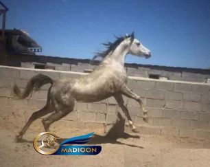 خرید اسب و فروش اسب_بویکا اشیرف