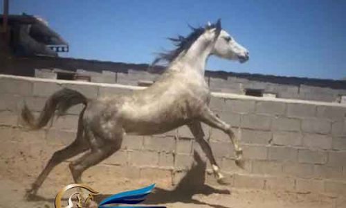 خرید اسب و فروش اسب_بویکا اشیرف