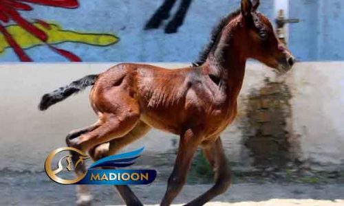 خرید اسب و فروش اسب_ کره مادیون ترکمن