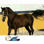 خرید اسب و فروش اسب_ سیلمی عرب خالص ایرانی(ققنوس)