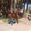 خرید اسب و فروش اسب_ نریان نژاد بومی