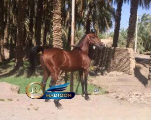 خرید اسب و فروش اسب_ نریان نژاد بومی