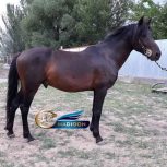 خرید اسب و فروش اسب_ نریان دوخون