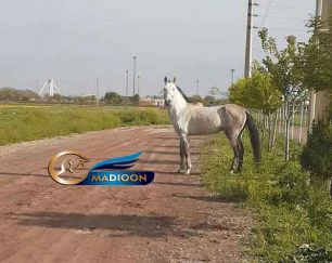 خرید اسب و فروش اسب- نریون ترکمن
