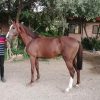 خرید اسب و فروش اسب_ الکس