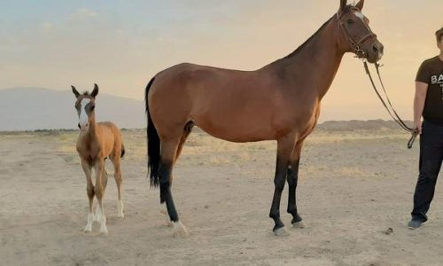 خرید اسب و فروش اسب_ آیلر