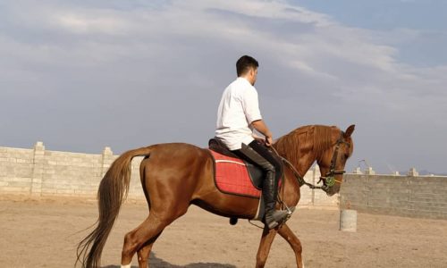 خرید اسب و فروش اسب_اسب ترکمن کره ی ارشک
