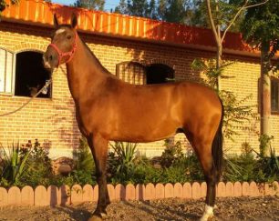 خرید اسب و فروش اسب_ آیلر
