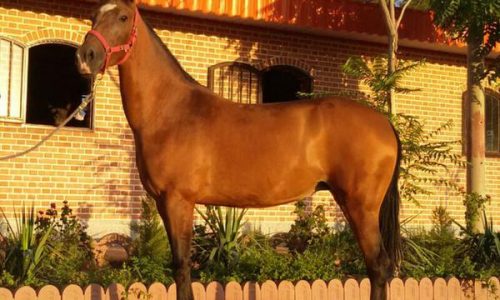 خرید اسب و فروش اسب_ آیلر