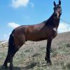 خرید اسب و فروش اسب_ بکتاش