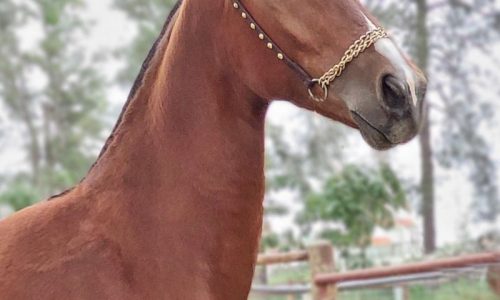 خرید اسب و فروش اسب_ ماهور
