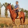 خرید اسب و فروش اسب_طلاقوش