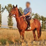 خرید اسب و فروش اسب_طلاقوش