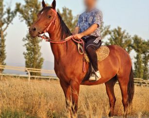 خرید اسب و فروش اسب_طلاقوش
