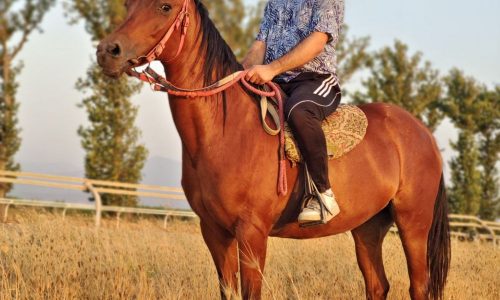 خرید اسب و فروش اسب_طلاقوش