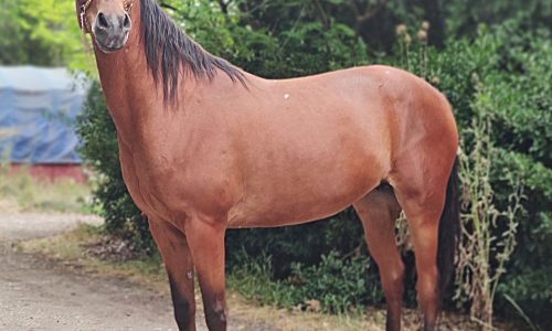 خرید اسب و فروش اسب_طلاقوش