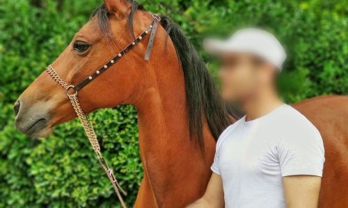 خرید اسب و فروش اسب_طلاقوش