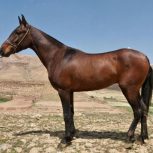 خرید اسب و فروش اسب_ بکتاش
