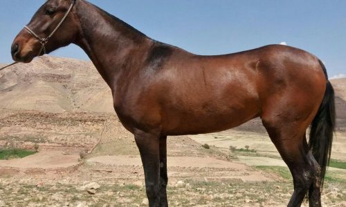 خرید اسب و فروش اسب_ بکتاش
