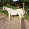 خرید اسب و فروش اسب_ZOSTERA