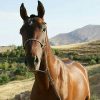 خرید اسب و فروش اسب_ بکتاش