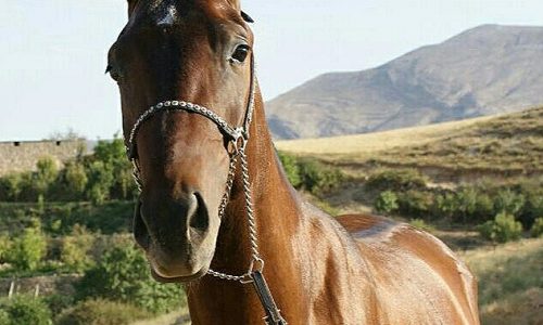خرید اسب و فروش اسب_ بکتاش