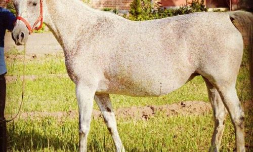 خرید اسب و فروش اسب_ZOSTERA