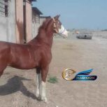 خرید اسب و فروش اسب_ اسب ترکمن- عرب