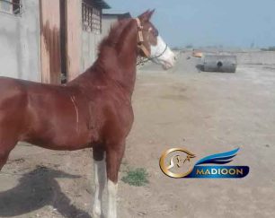 خرید اسب و فروش اسب_ اسب ترکمن- عرب