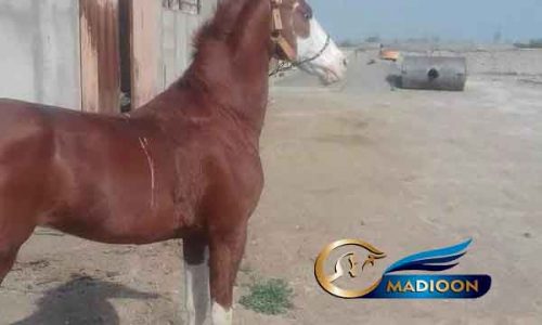 خرید اسب و فروش اسب_ اسب ترکمن- عرب