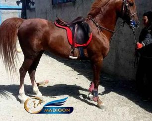 خرید اسب و فروش اسب_نریان عرب خالص